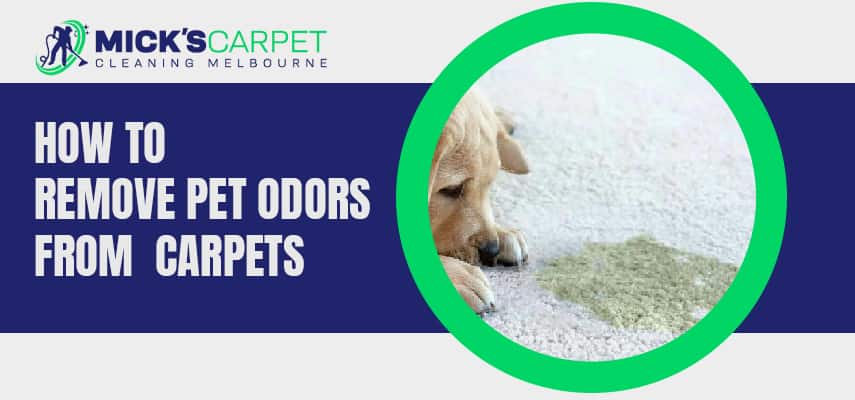 How To Remove Pet Odors from Carpets